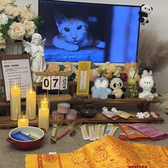 宠物家长客户见证